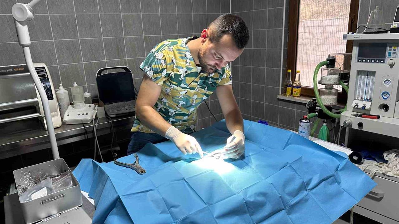 Osmaneli'nde İğne Batmış Kedi Kurtarıldı