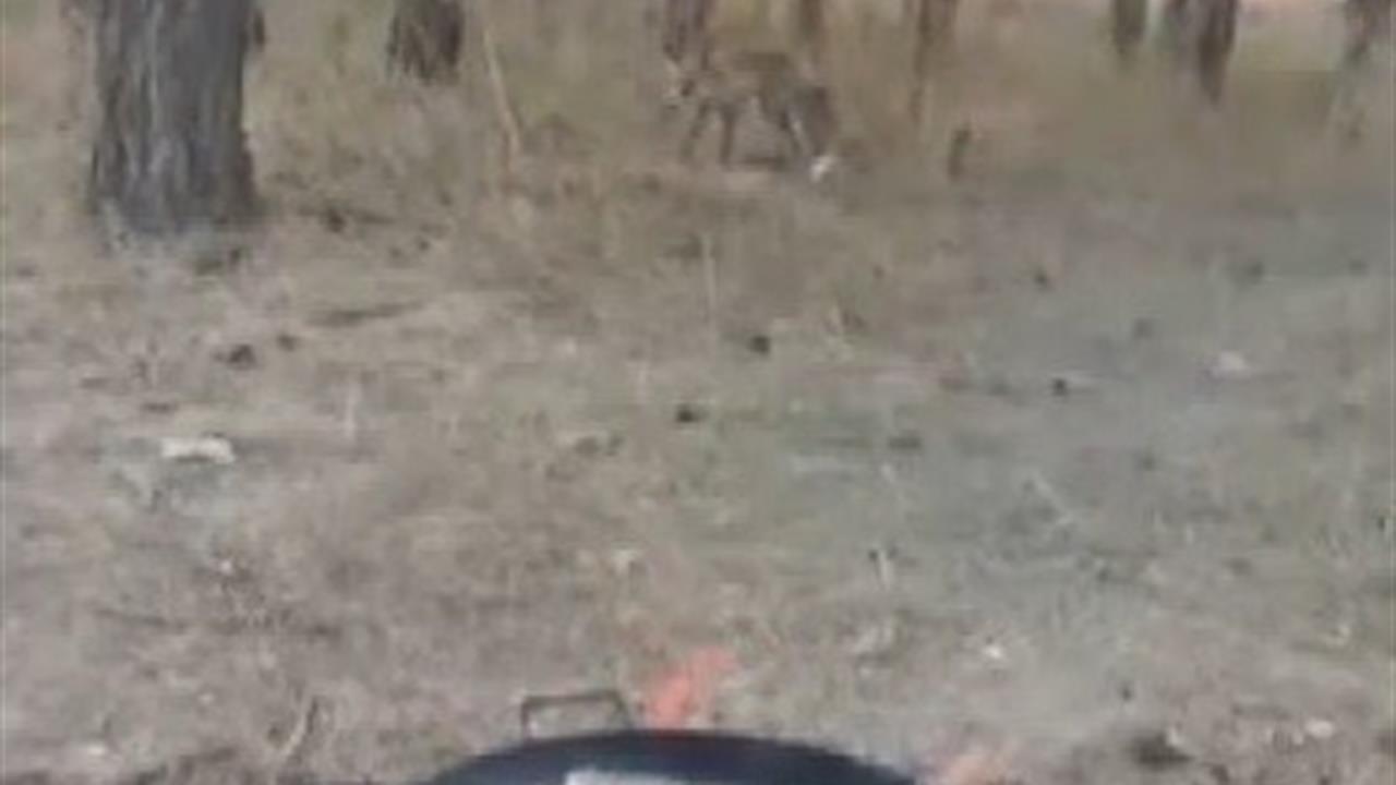 Kars'ta Tilkiler Yerleşim Alanlarında Görüntülendi