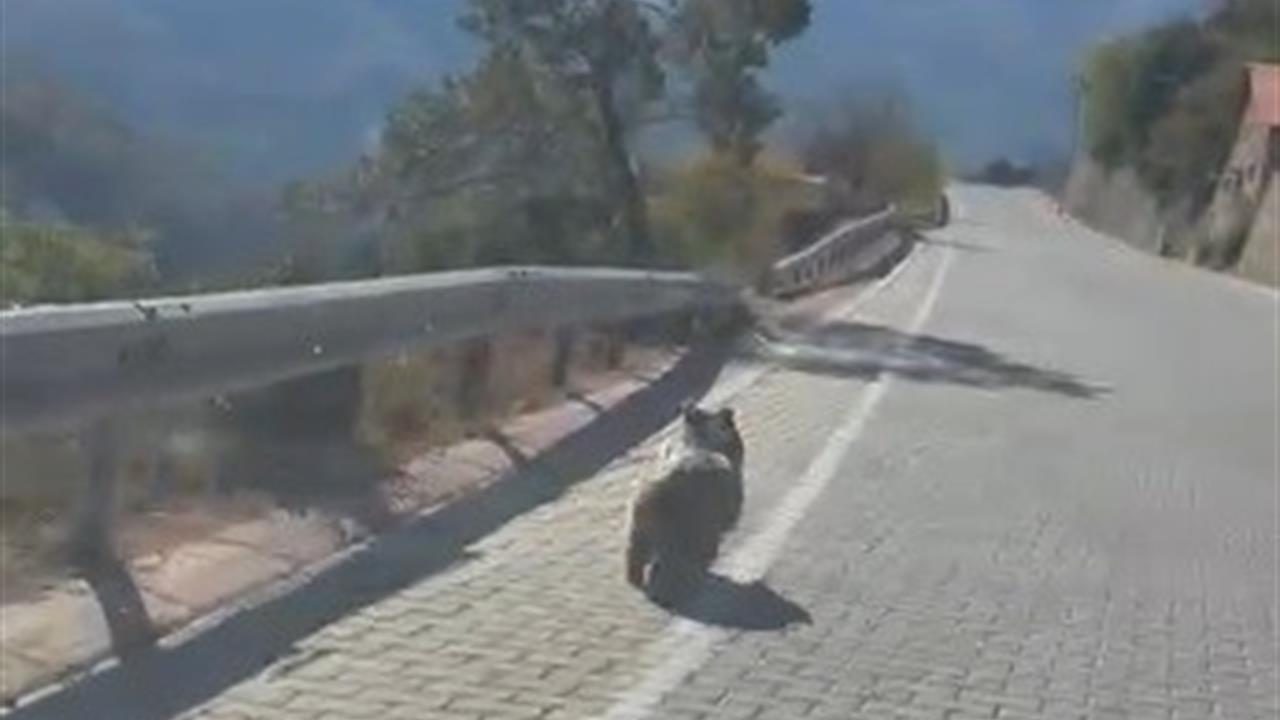 Kemaliye'de Yavru Ayı Görüntülendi: Önlemler Talep Ediliyor