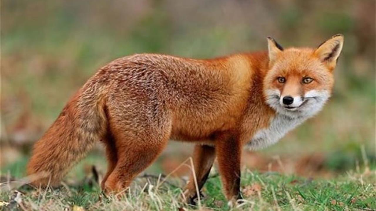 Malatya'da Yaban Hayvanlarına Havadan Aşılama Uygulaması Başladı