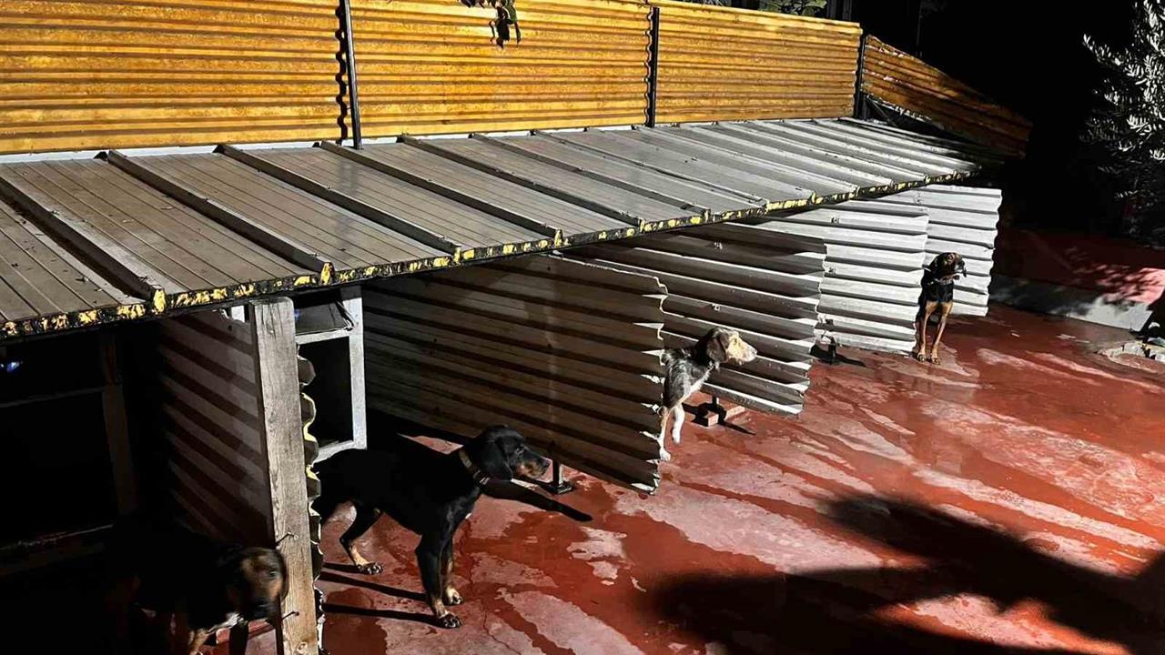 Balıkesir'de Köpeklere Eziyet Eden Şahsa Cezai İşlem Başlatıldı