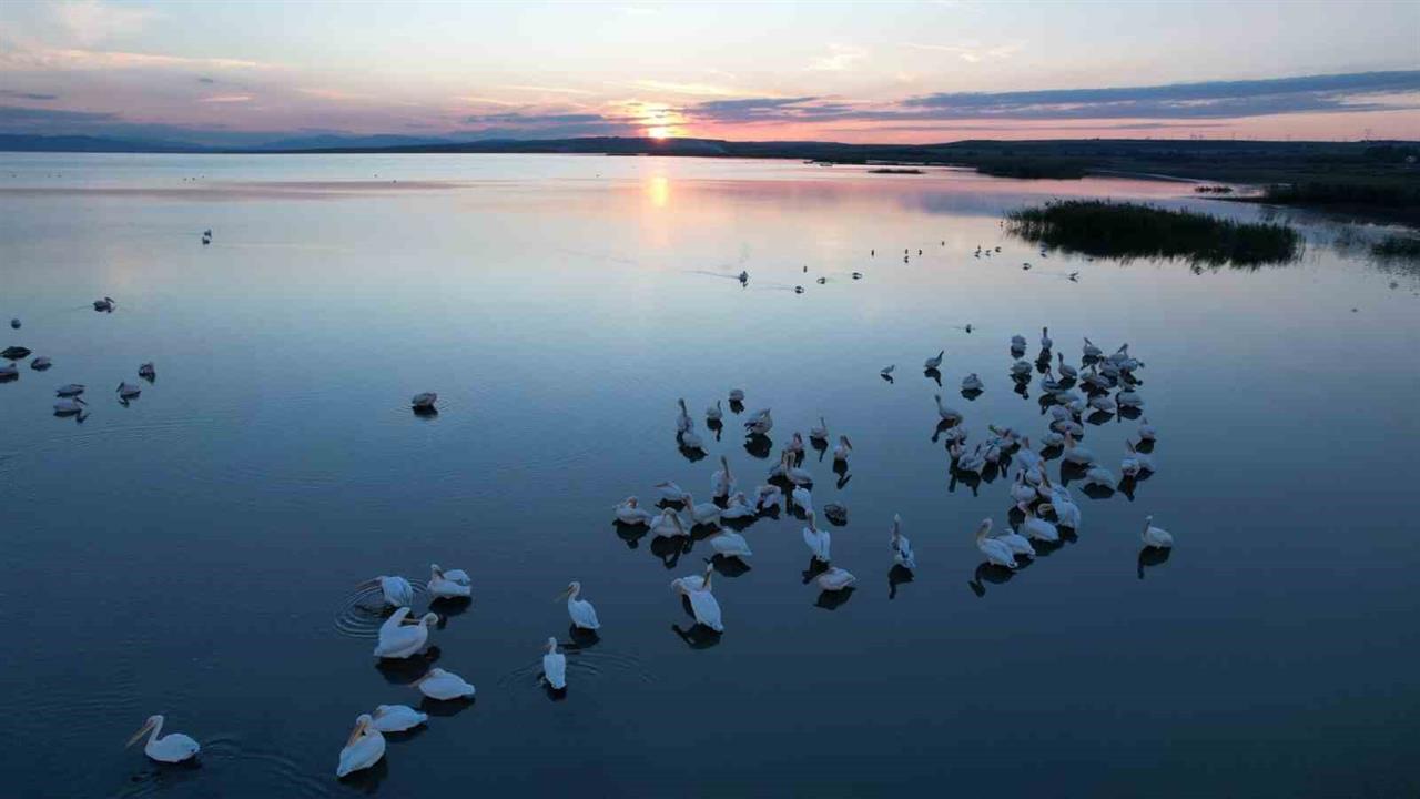 Balıkesir'de Manyas Gölü'nde Kuş Ziyaretleri Başladı