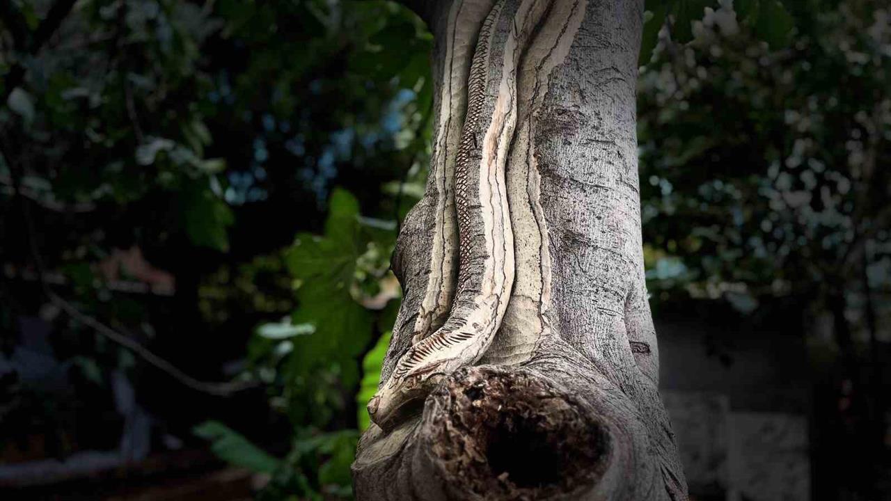 İzmir'de Emekliler Ahşap İşlemeciliği Yeniden Canlandırıyor