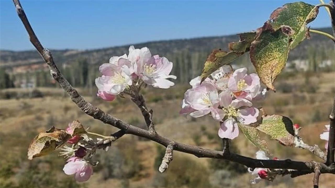 Bozkır'da Ağaçlar Erken Çiçek Açtı: Şaşkınlık Yarattı