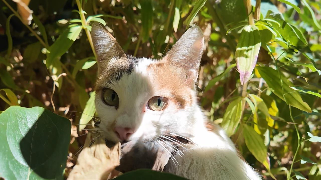 Elazığ'da Kedi ve Serçe Dostluğu: Kamerada