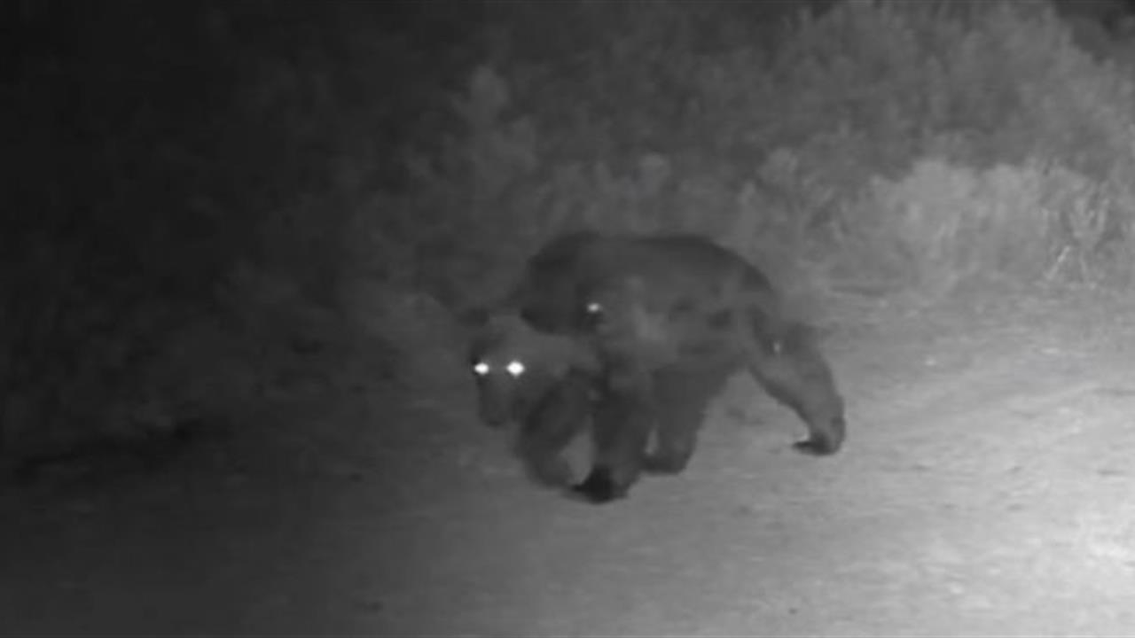 Çankırı'da Ayı Fotokapanda Görüntülendi
