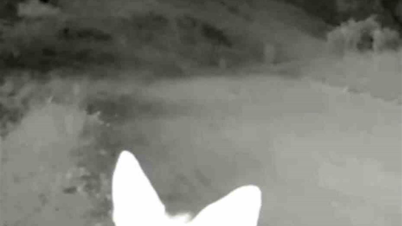 Tunceli'de Yaban Hayatı Kameralara Yansıdı