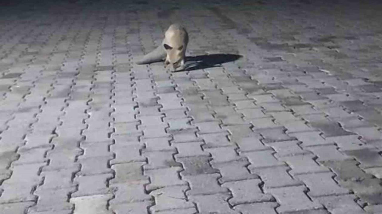 Elazığ'da Tilki Korucu Kulübesine Geldi, Karnını Doyurdu