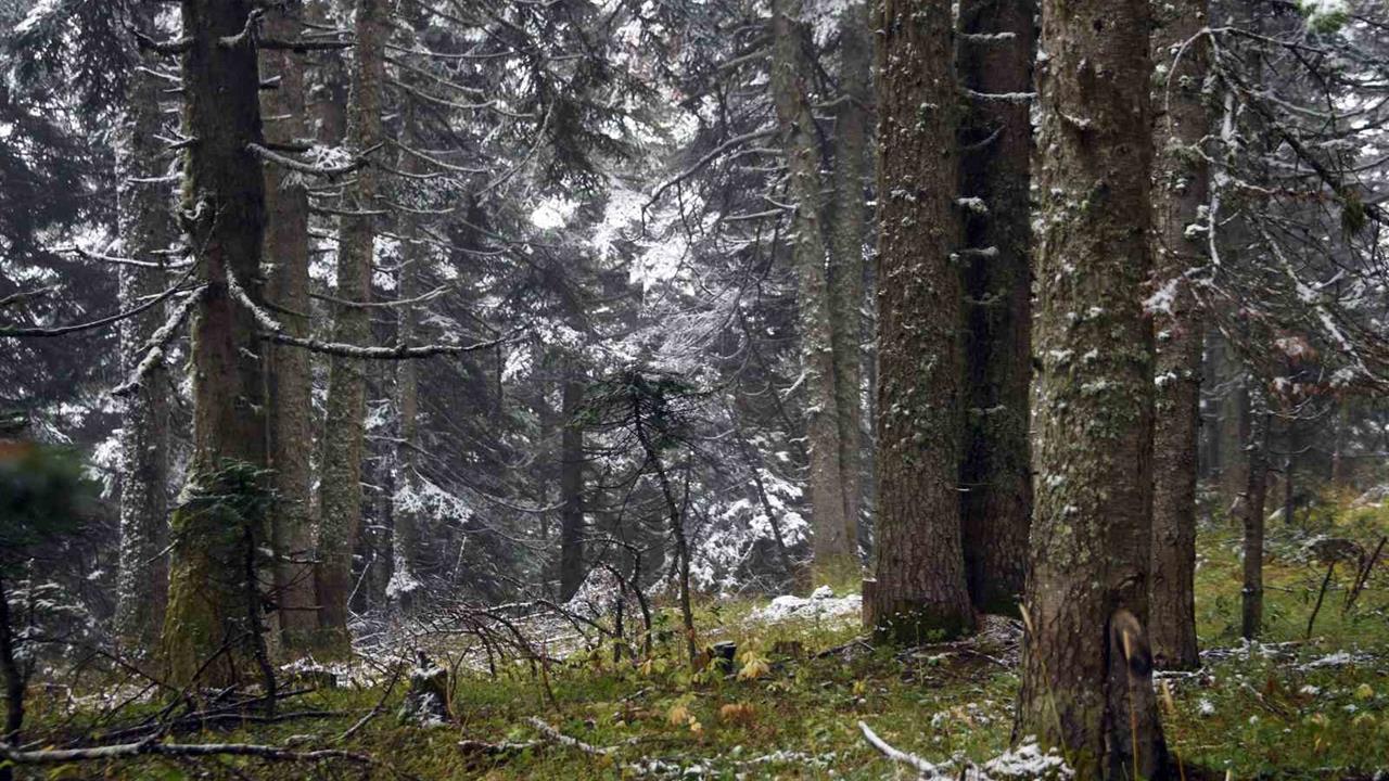 Ilgaz Dağı'nda Kartpostallık Kar Manzaraları