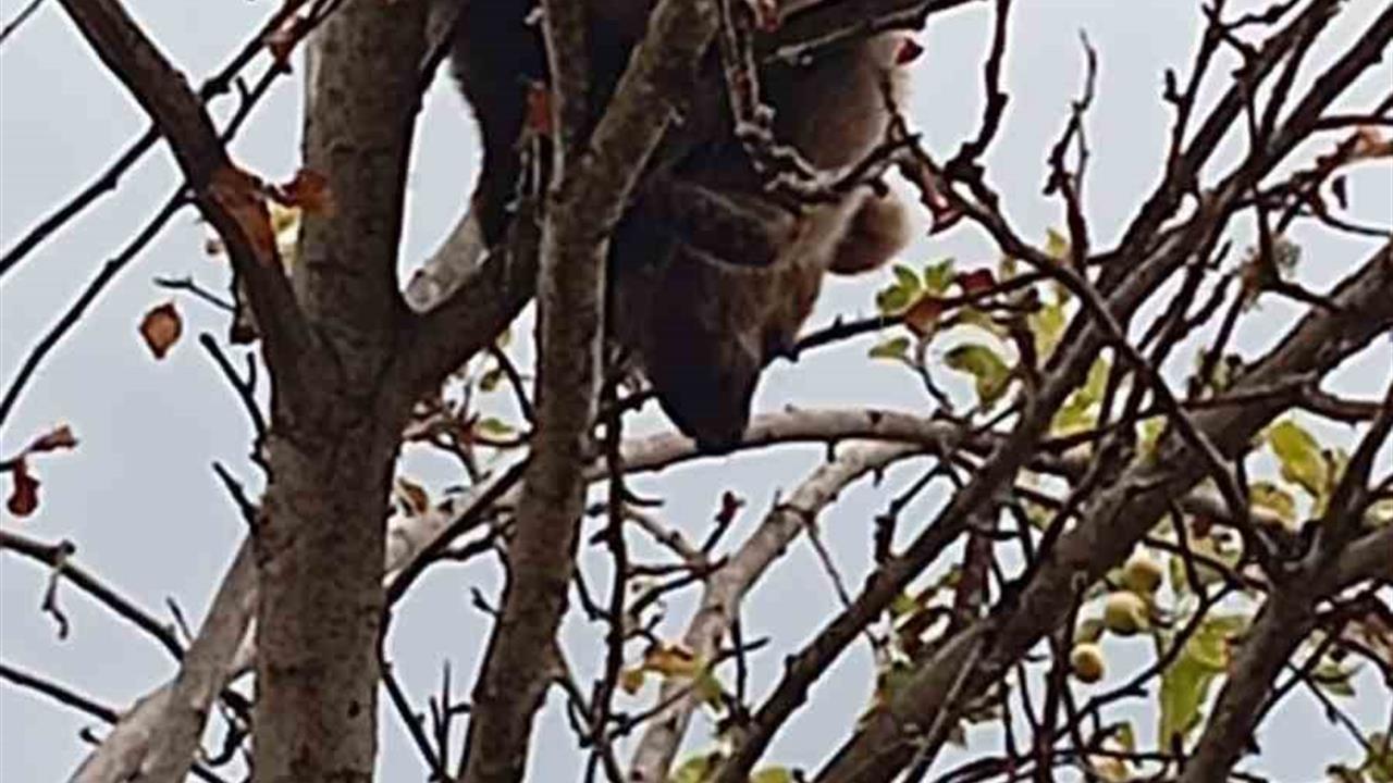 Karabük'te Mahsur Kalan Yavru Ayı Kurtarıldı