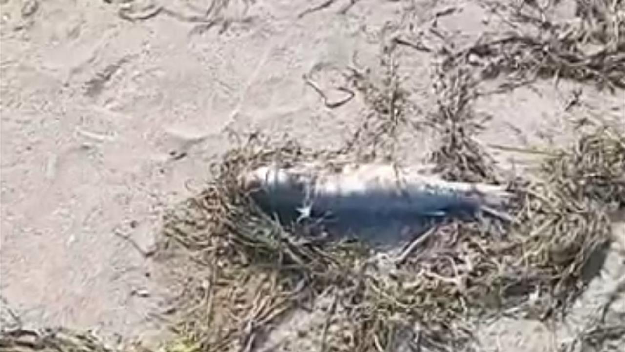 Gönen'de Şüpheli Balık Ölümleri Görüntülendi