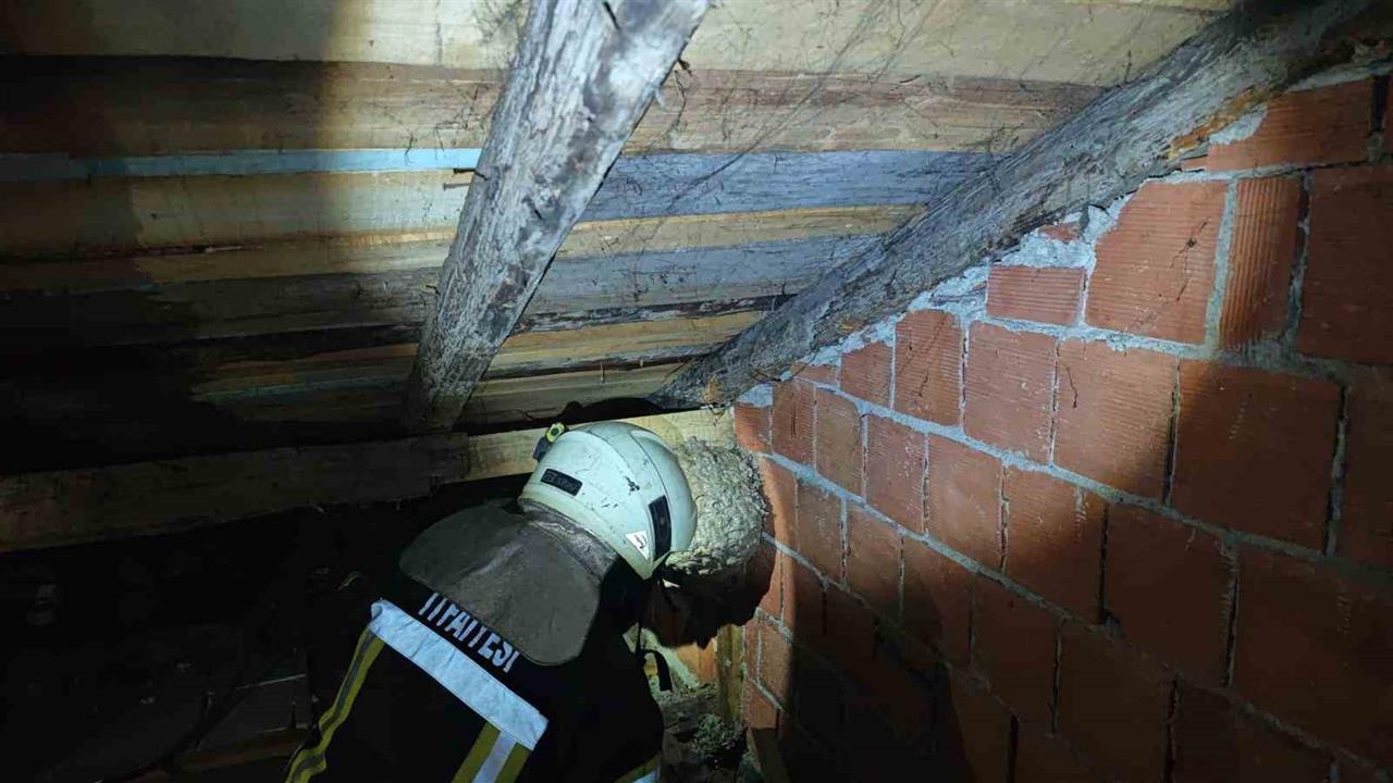 Safranbolu'da Yaban Arısı Yuvaya Müdahale: Paniğe Neden Oldu