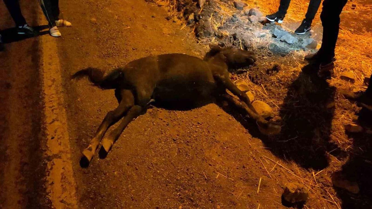 Siirt'te Otomobil ile At Çarpıştı: 1 Yaralı