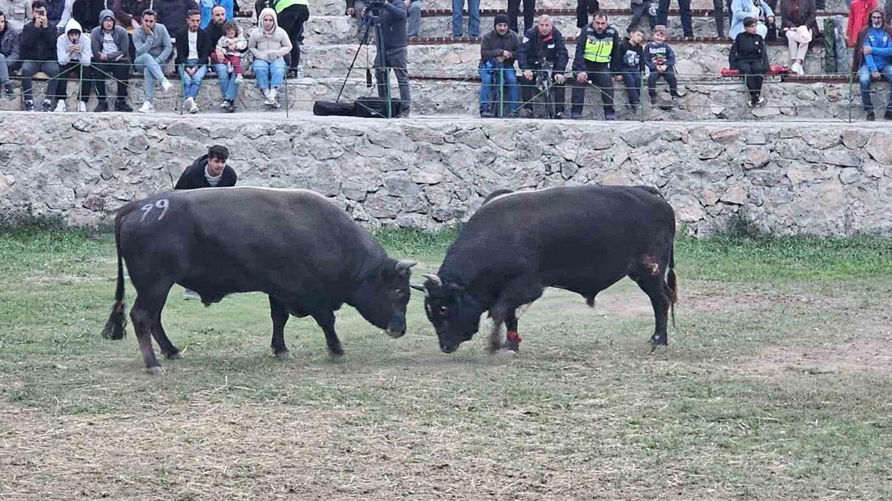 Artvin'de Boğa Güreşleri Festivali Coşkuyla Tamamlandı