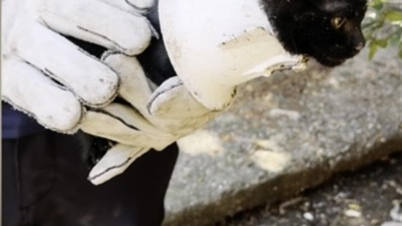 Osmaniye'de Plastik Kapağa Sıkışan Yavru Kedi Kurtarıldı