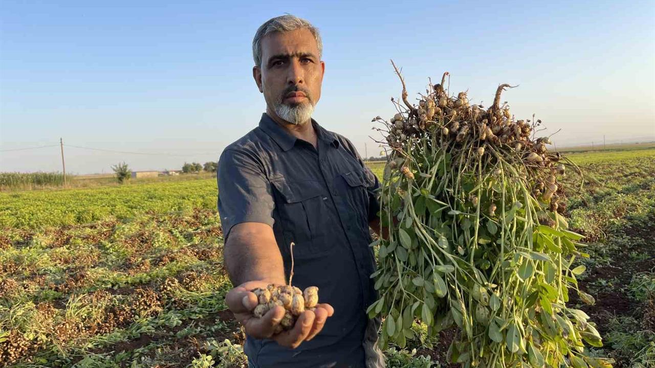 Şanlıurfa'da Pamuk Yerini Yer Fıstığına Bırakıyor