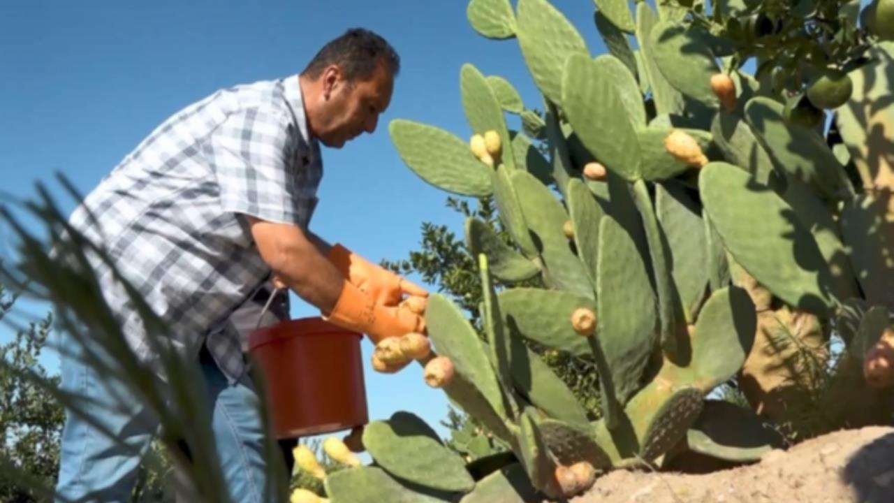 Dikenli İncirden Damakları Fetheden Devrim: Mersin’de Dikenli İncir Dondurması Yapıldı!