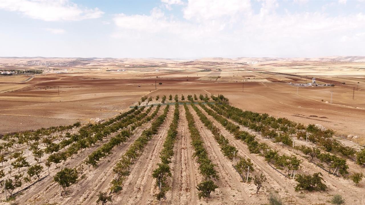 Mardin'de Mazıdağı Üzüm Pekmezi Coğrafi İşaret Alıyor