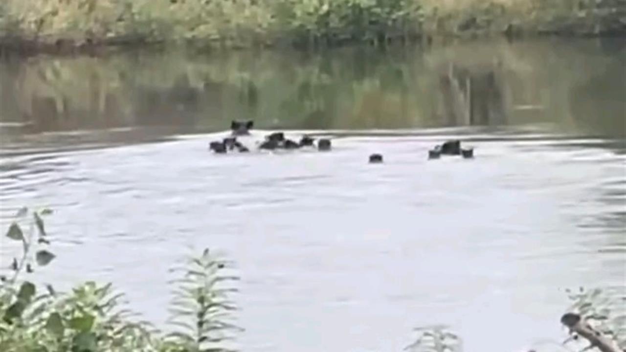 Yaban Domuzları Meriç Nehri'ni Geçerek Yunanistan'a Geçti