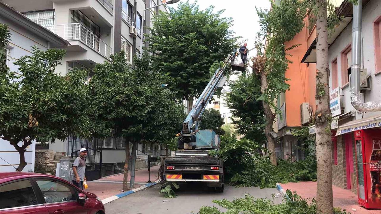 Mersin'de Sonbahar Bakımı: Ağaçlar Budanıyor ve Güvenlik Sağlanıyor