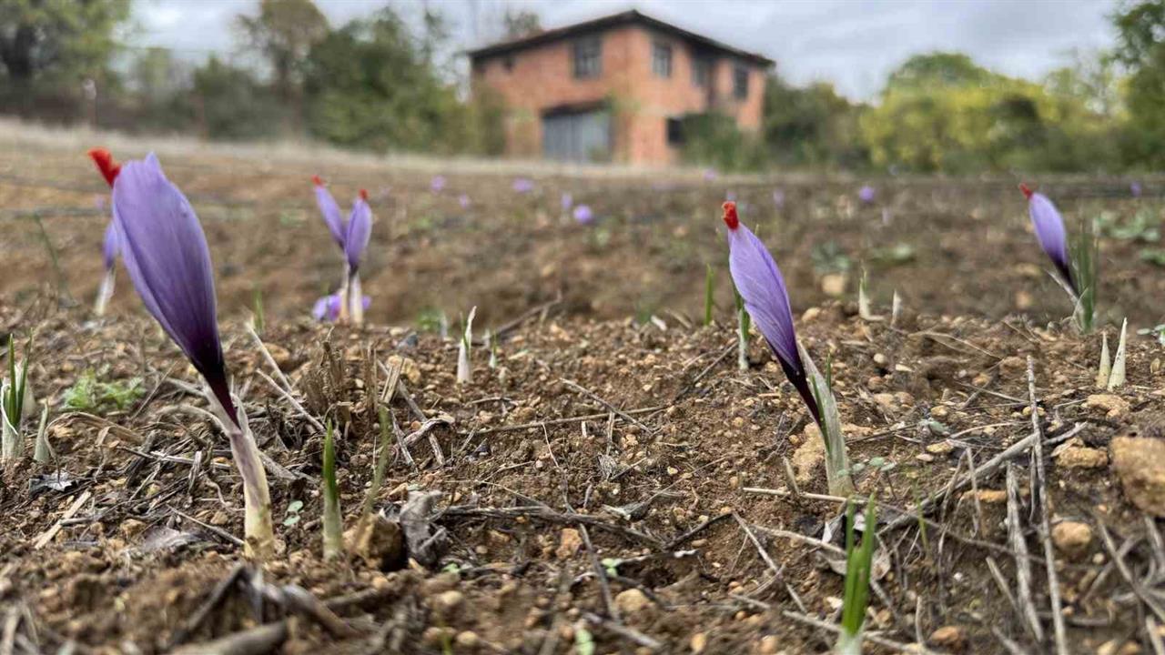 Karabük'te Safran Çiçek Açtı: Üreticiler Sevinçli