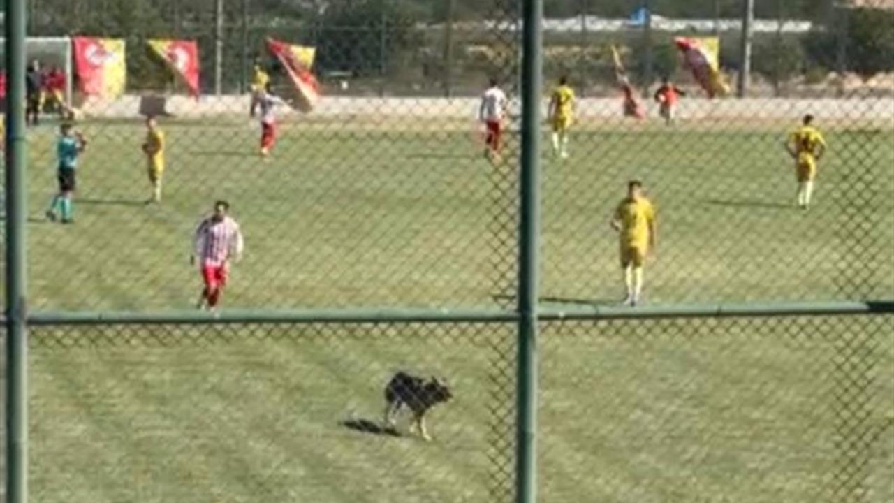 Isparta'da Amatör Maçta Köpek İsyanı: Oyun Durdu