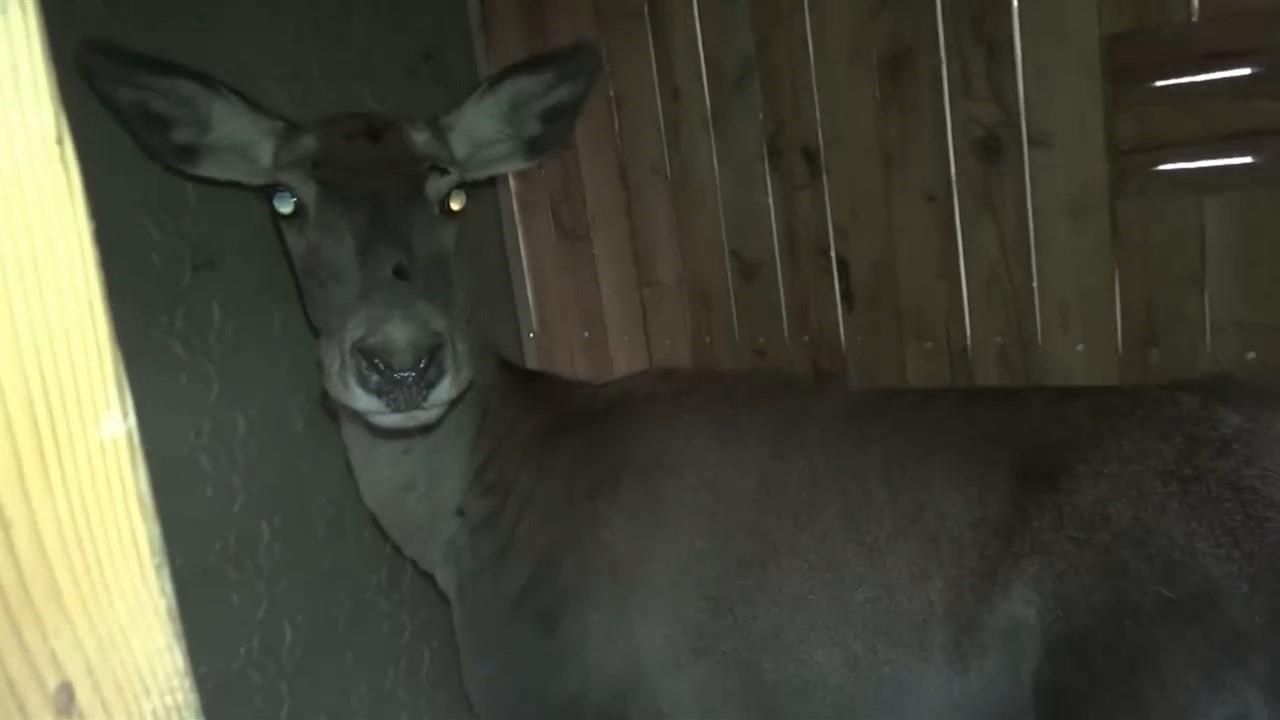 Bursa'da Kızıl Geyikler Doğal Yaşam Alanına Salındı