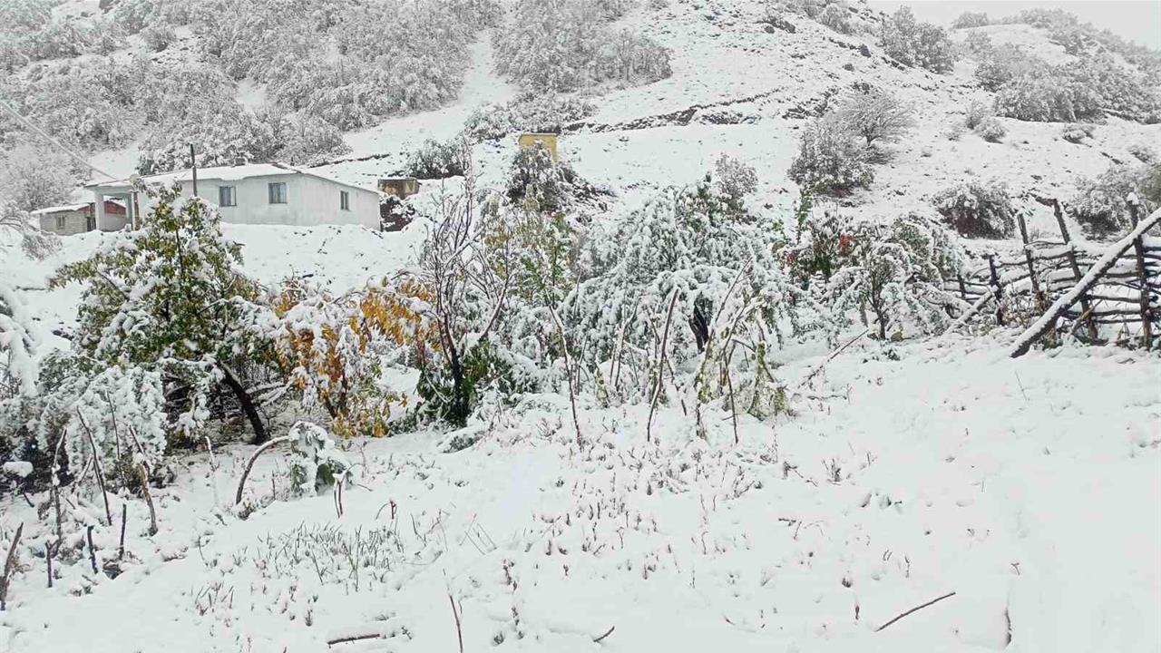 Erzincan'da Cevizler Kar Altında Kaldı