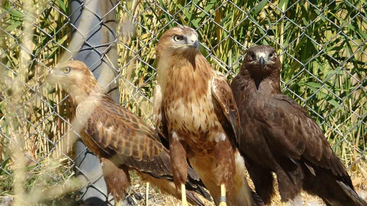 Van'da Yaban Hayvanları İçin Özgürlük Günü Sayımı Başladı