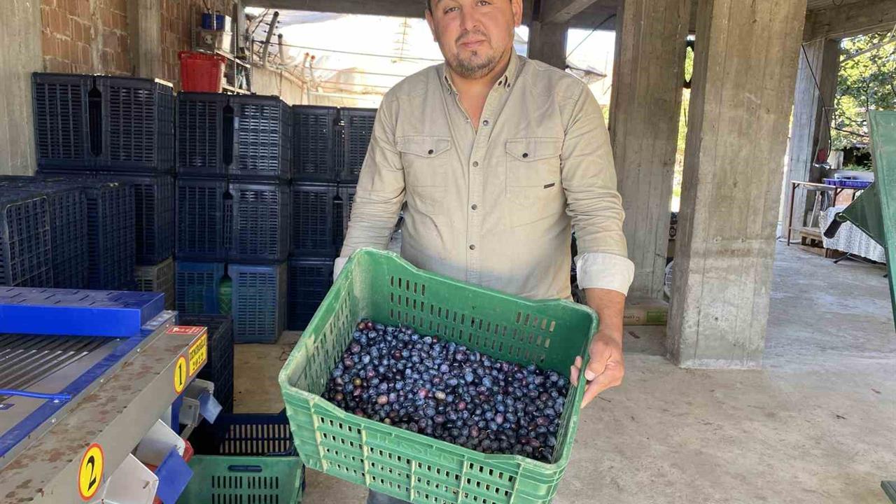 Alaşehir'de Zeytin Hasadı: Rekolte Düşük, Kalite Yüksek