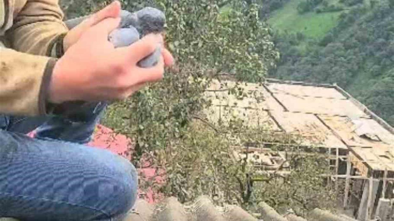 Rize'de Duygulu Köyü'nde Güvercin Kurtarıldı