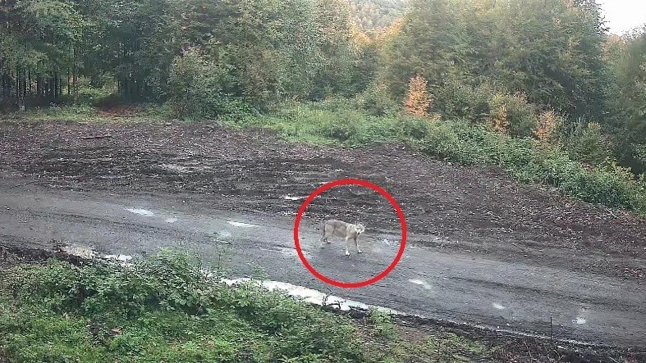 Kumru'da Kurt Sürüsü Fotokapana Takıldı