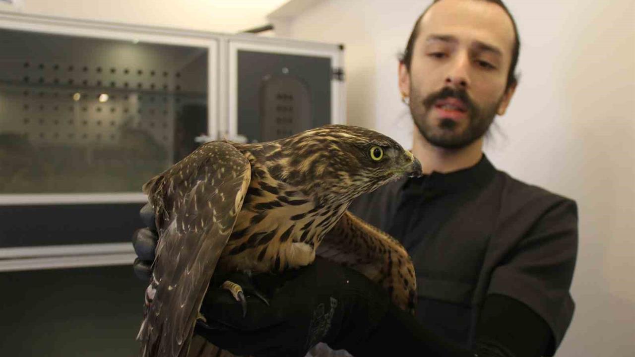 Sivas'ta Yaralı Yabani Hayvanlar İçin Uyarı Yapıldı