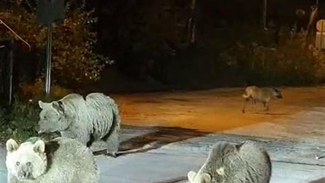 Uludağ'da Dağcılar Ayılarla Karşılaştı