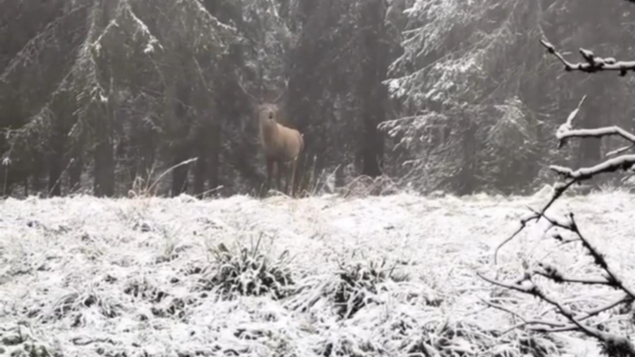 Bolu Ormanlarında Kızılgeyik Böğürmesi Görüntülendi