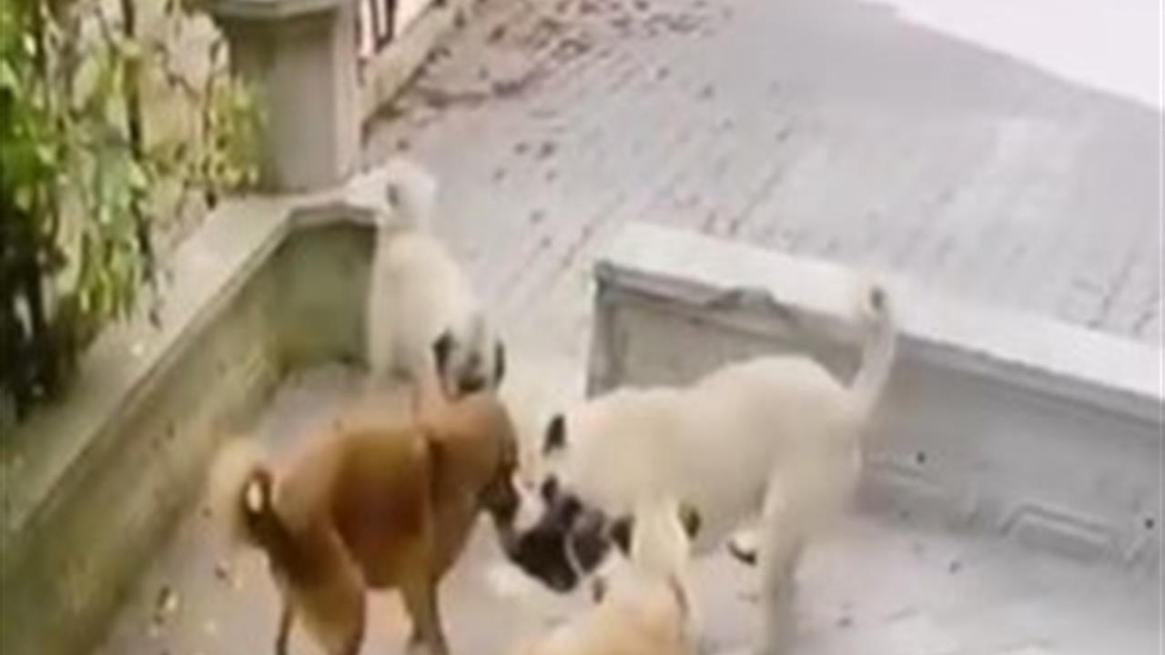 Sincan'da Kediye Saldıran Köpekler Güvenlik Kamerasında