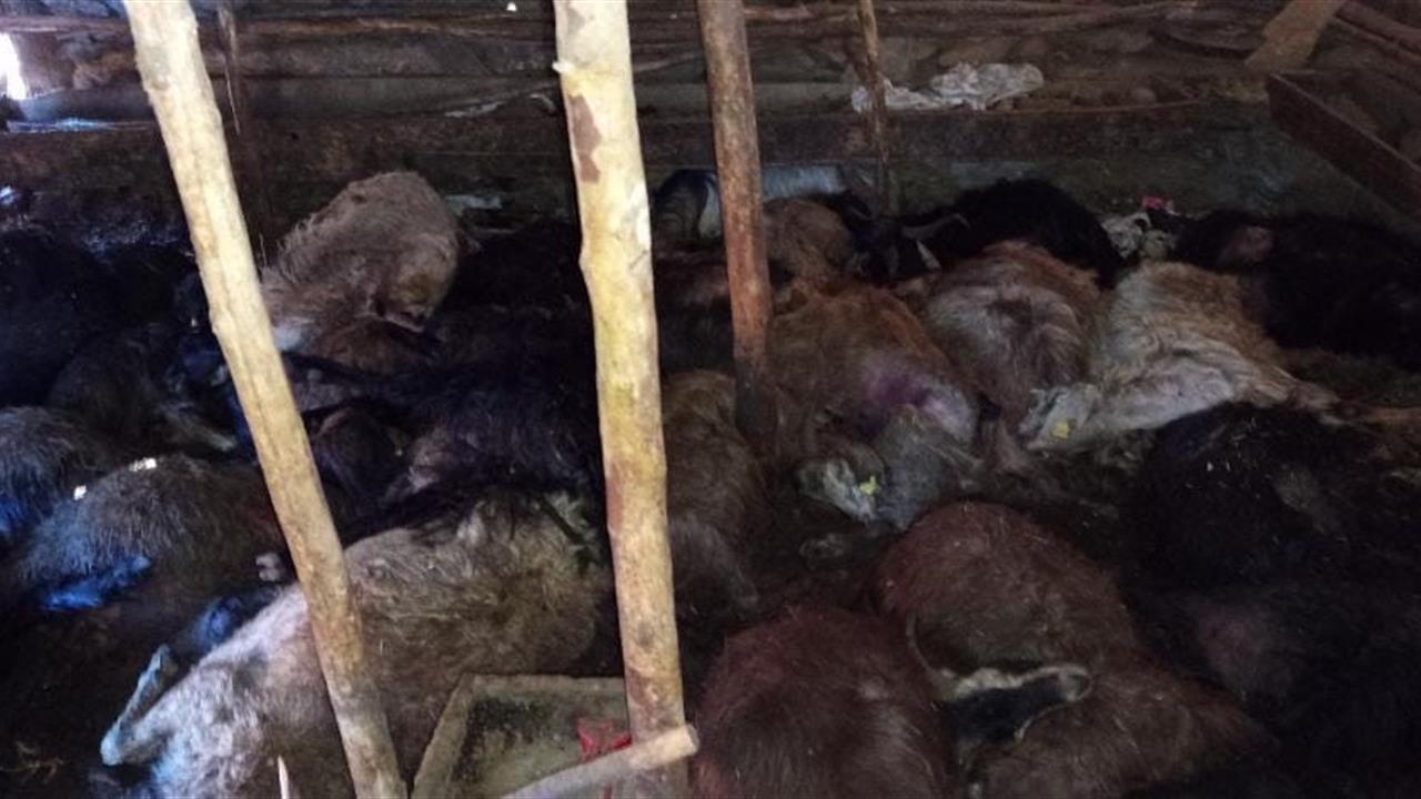 Elazığ'da Ağıla Yıldırım Düştü: 45 Küçükbaş Hayvan Telef Oldu