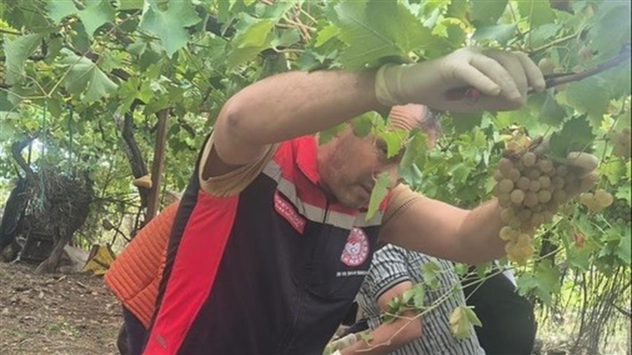 Muğla'da Hasat Öncesi Yasaklı Madde Denetimi Yapıldı