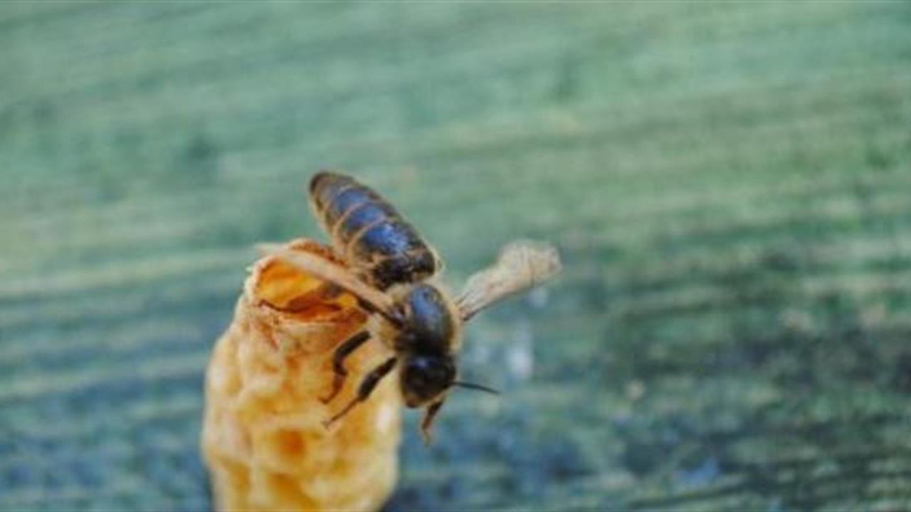 Samsun'da Arıcılığa Yenilikçi Katkı: Ana Arı Üretim Aparatı