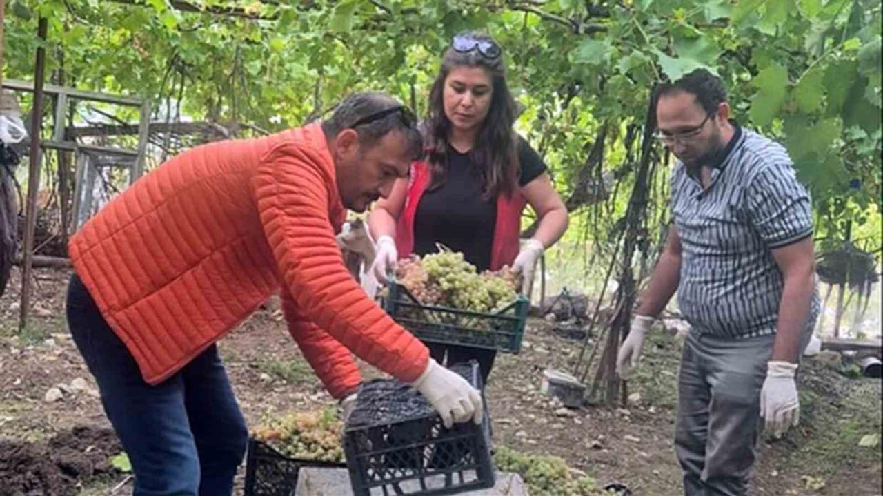 Seydikemer'de Üzümlerde Yasaklı Madde Tespiti: İdari Yaptırım Uygulandı