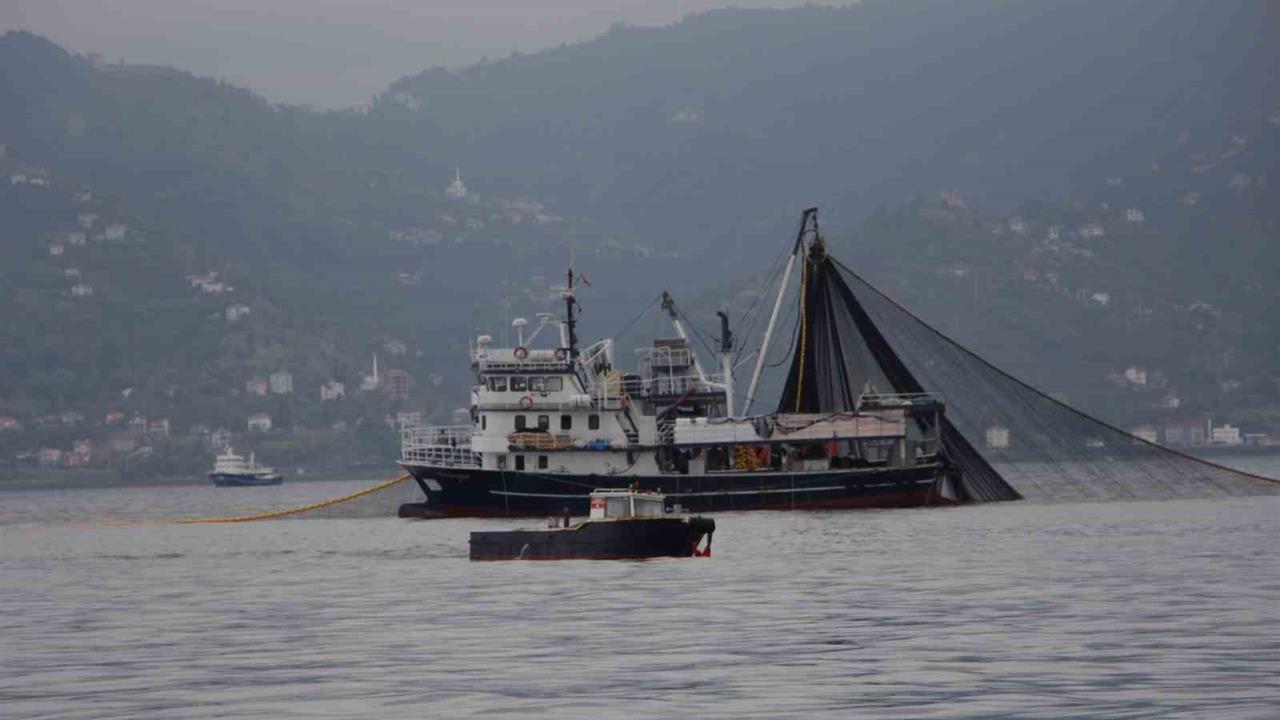 Trabzon'da Hamsi Tehlikesi: Av Oranları Düşüyor