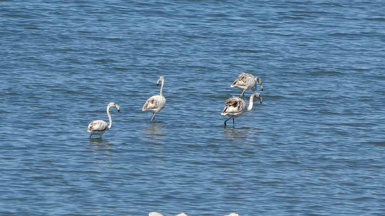 İskele Sahili'nde Flamingo Ziyareti: Doğa Tutkunları İçin Şölen