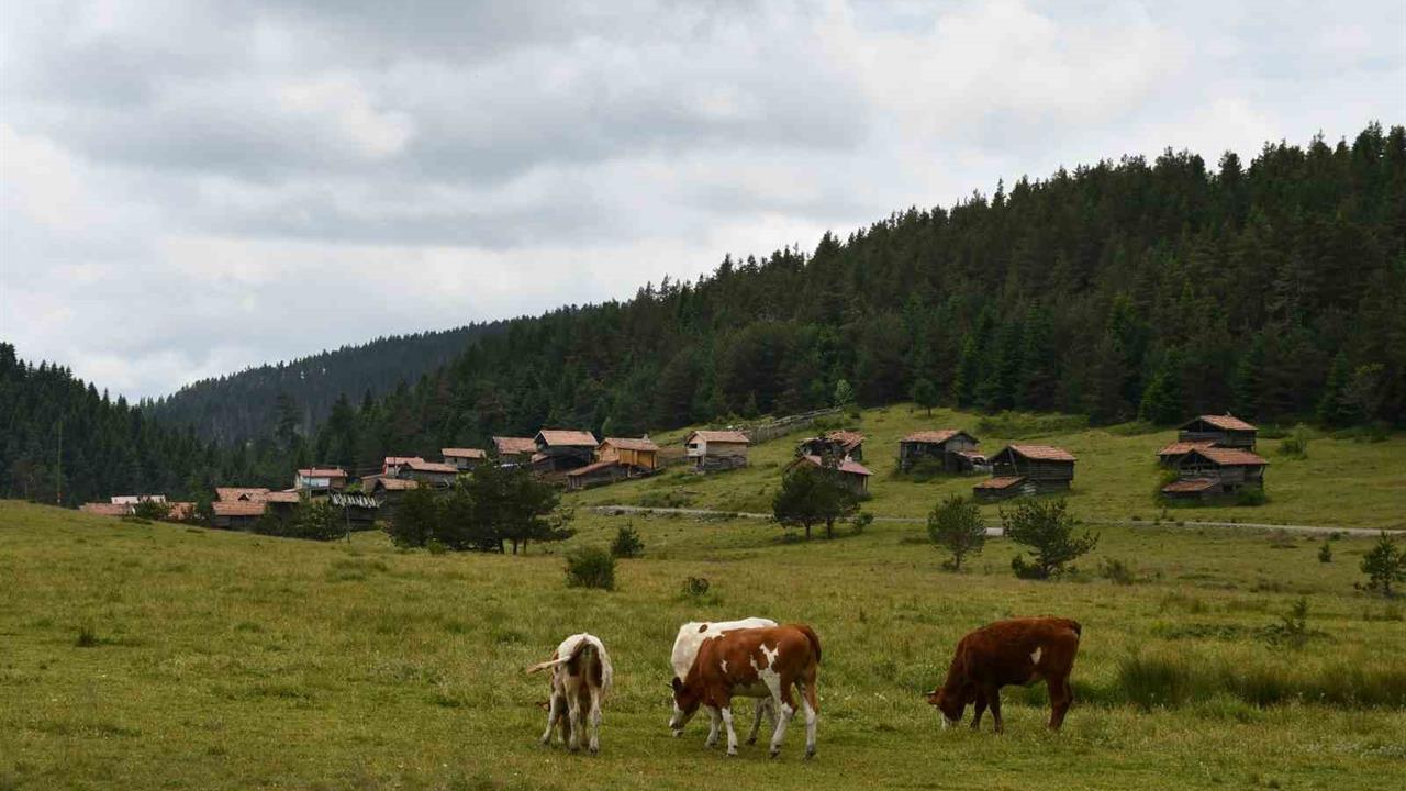 Kastamonu Yaylaları: Hayvancılıkla Geçim Sağlanıyor