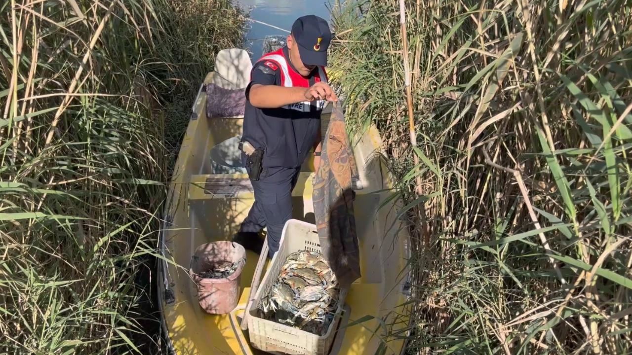 Silifke Göksu Deltası'nda Yasa Dışı Mavi Yengeç Avcılığına Jandarma Darbesi: 120 Yengeç Doğaya Kavuştu!