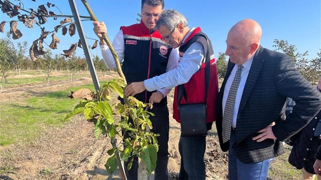 Ceviz Bahçeleri Tekirdağ'da Büyüyor, Üreticiler Gülen Yüzlerle Dönüyor