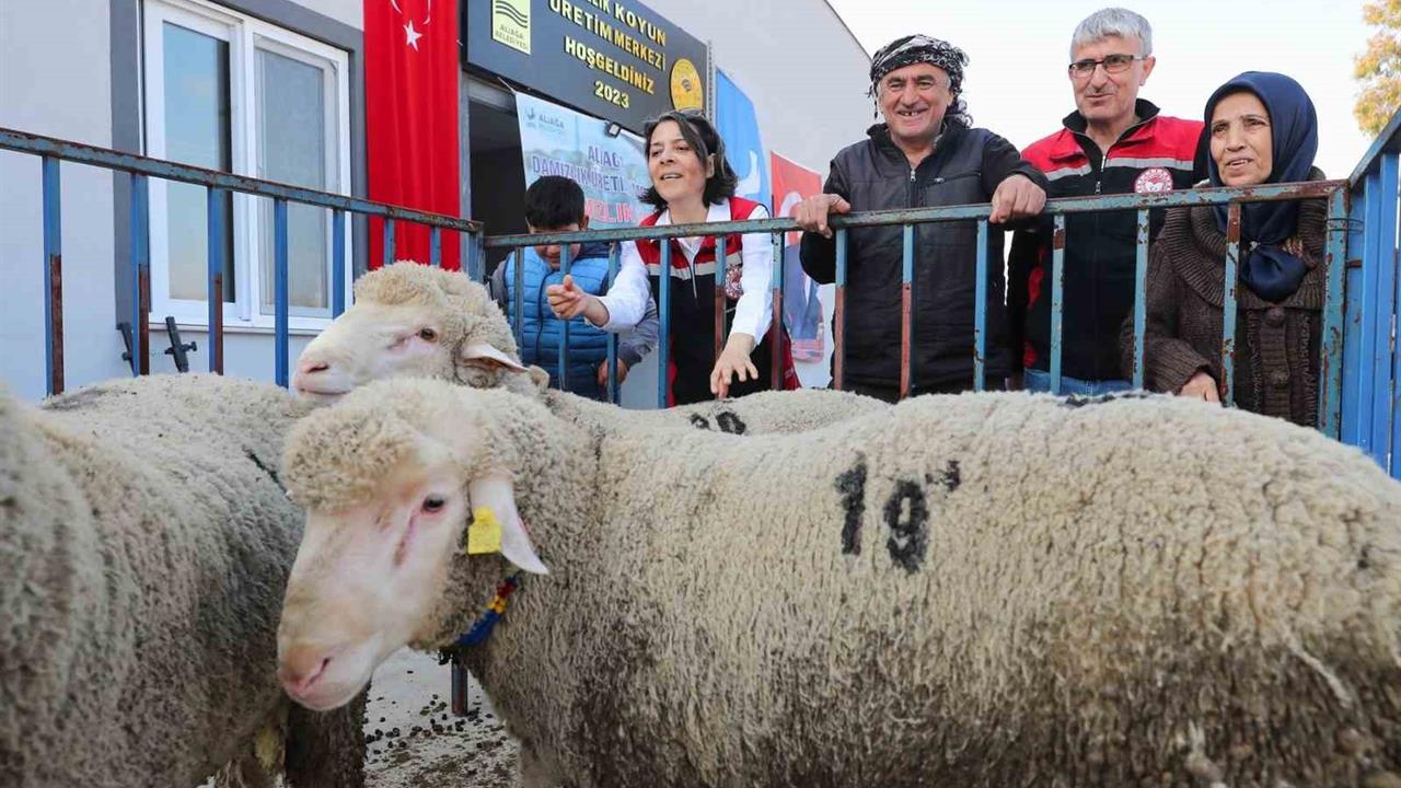 Aliağa'da Damızlık Koyun Desteği Başlıyor
