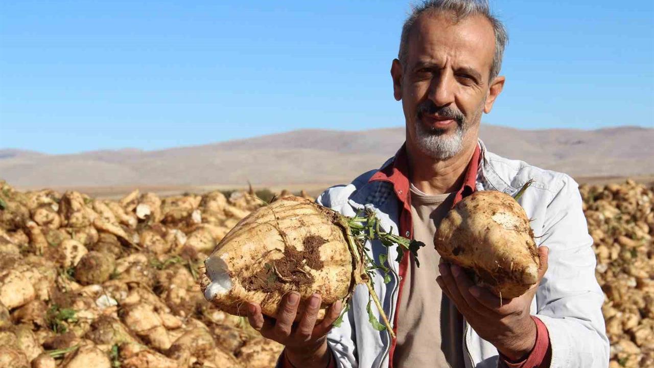 Kahramanmaraş'ta Şeker Pancarı Söküm Sezonu Başladı