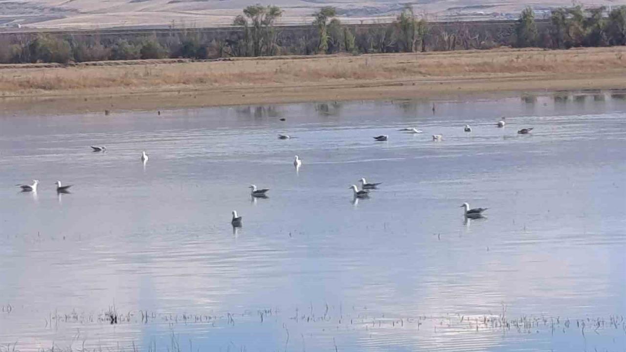 Kars'ta Yaban Kuşları Sulak Alanlarda Konaklıyor