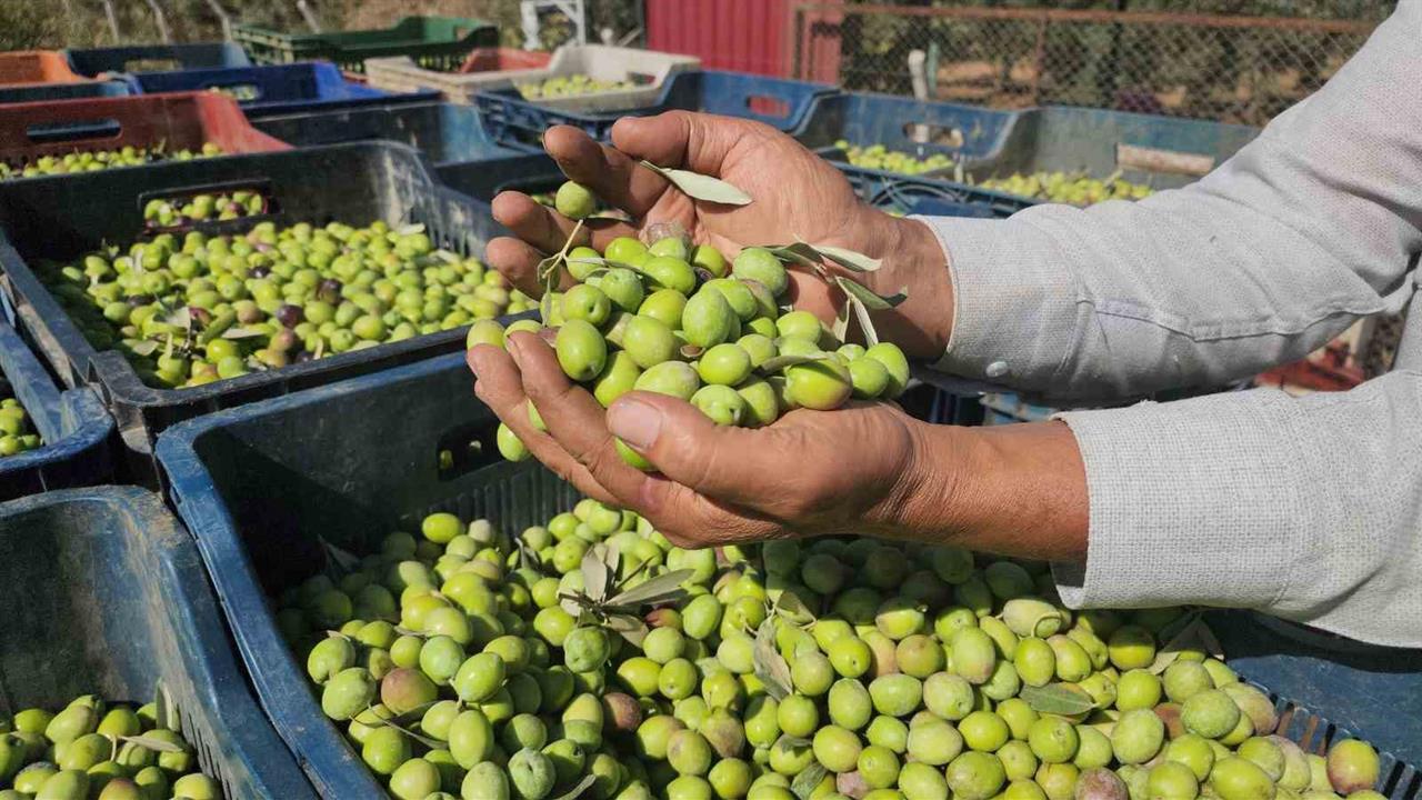 Hatay'da Sofralık Zeytin Hasadı Başladı: Kilogram Fiyatı 55 TL