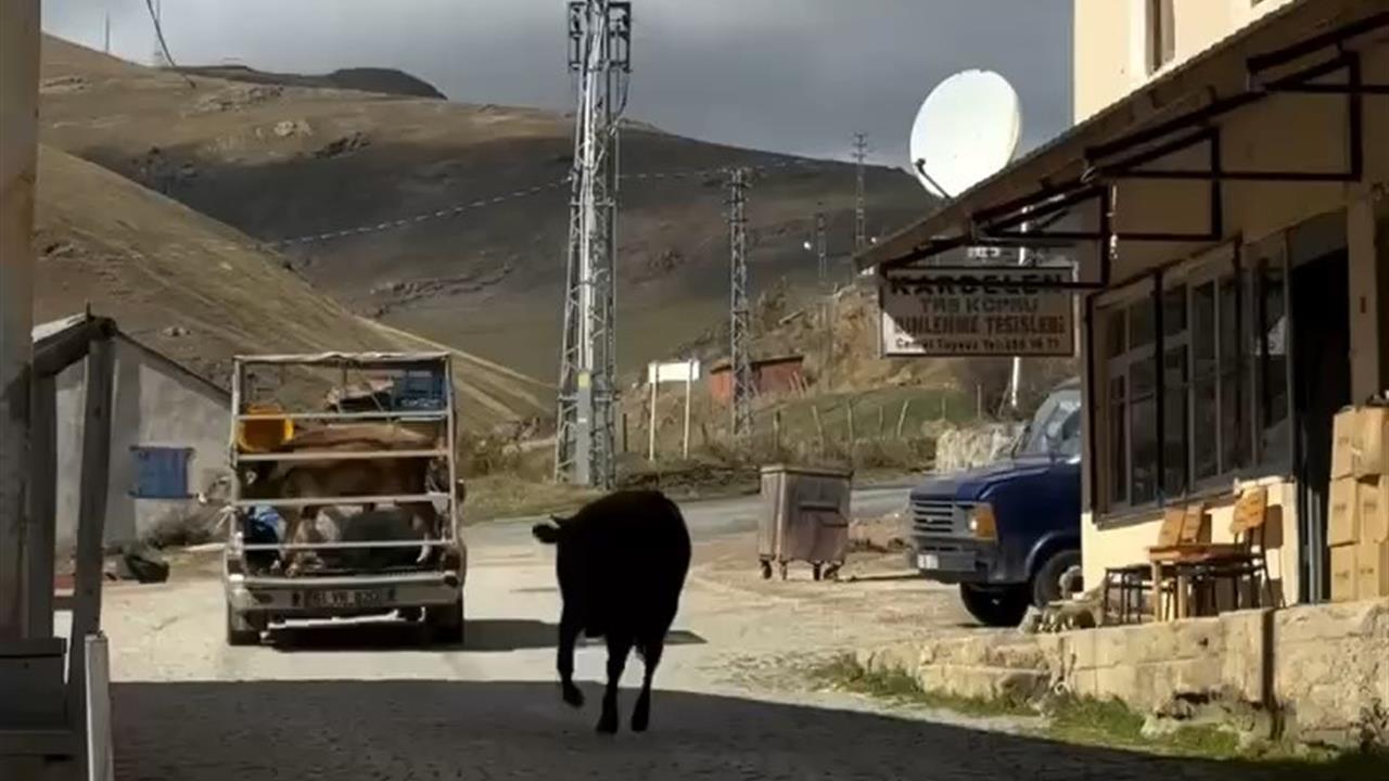İneklerin Hüzünlü Ayrılığı Sosyal Medyada Gündem Oldu